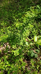 Berberis thunbergii
