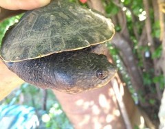 Mesoclemmys tuberculata