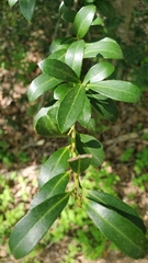 Ilex crenata