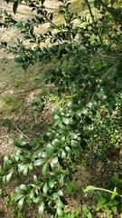 Ilex crenata