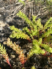 Sedum pulchellum