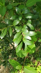 Ilex crenata
