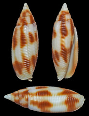 Nebularia edentula