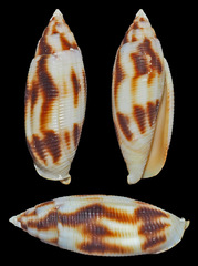 Nebularia edentula