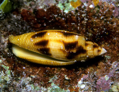 Nebularia edentula