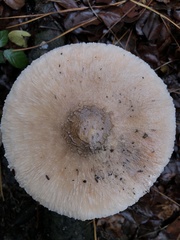Macrolepiota bonaerensis
