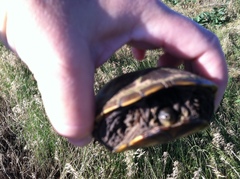 Kinosternon flavescens