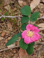 Rosa bridgesii