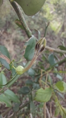 Ceropegia decidua decidua