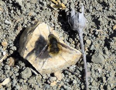 Bombylius fimbriatus