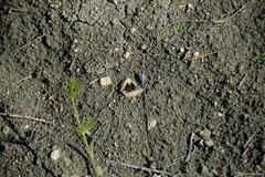 Bombylius fimbriatus