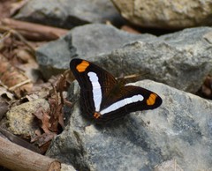 Adelpha iphicleola