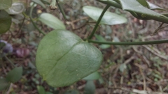 Ceropegia decidua decidua