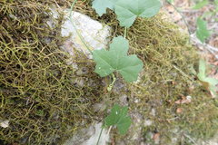 Kedrostis nana
