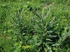 Cynoglossum officinale
