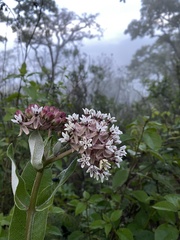 Asclepias otarioides