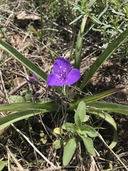 Tradescantia tharpii