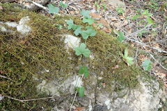 Kedrostis nana