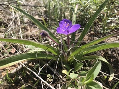 Tradescantia tharpii
