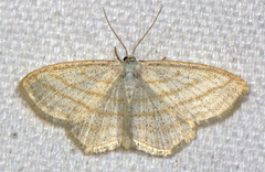 Scopula quadrilineata