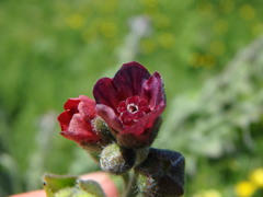 Cynoglossum officinale