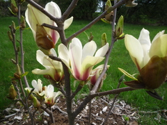 Magnolia cylindrica