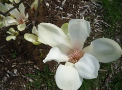 Magnolia cylindrica