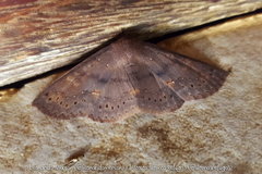 Eulepidotinae