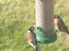 Carduelis carduelis