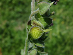 Cynoglossum officinale