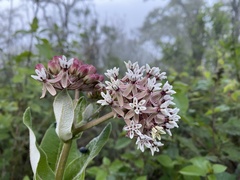 Asclepias otarioides