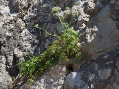 Daucus carota hispanicus