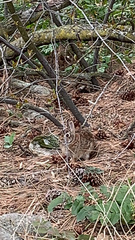 Sylvilagus floridanus