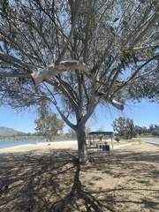 Eucalyptus cladocalyx