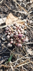 Euphorbia radians