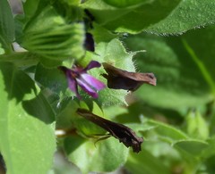 Vicia narbonensis