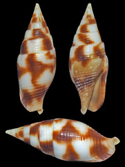 Nebularia contracta