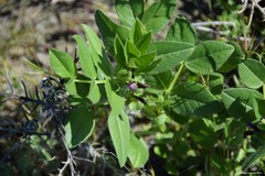Vicia narbonensis