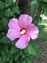 Hibiscus syriacus