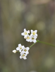 Galium glaucum murcicum