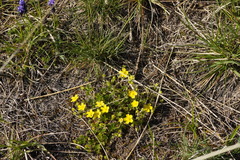 Potentilla incana