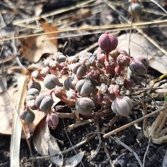 Euphorbia radians