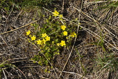Potentilla incana
