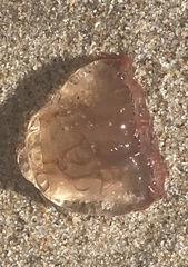 Polyorchis penicillatus