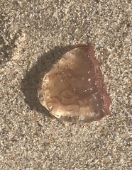 Polyorchis penicillatus