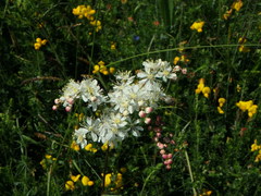 Filipendula vulgaris