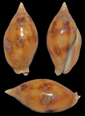 Nebularia coarctata