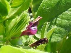 Vicia narbonensis
