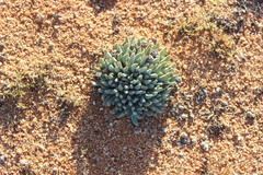 Cheiridopsis imitans