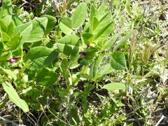 Vicia narbonensis